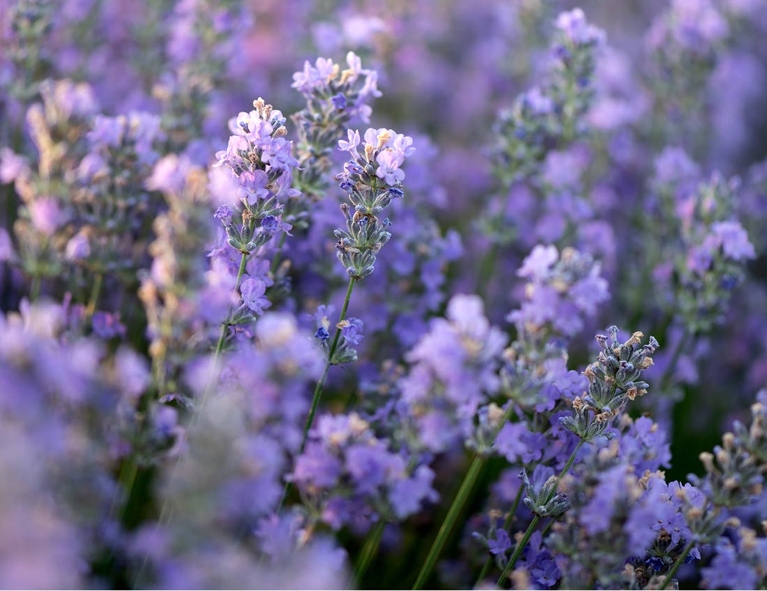 small purple flowers