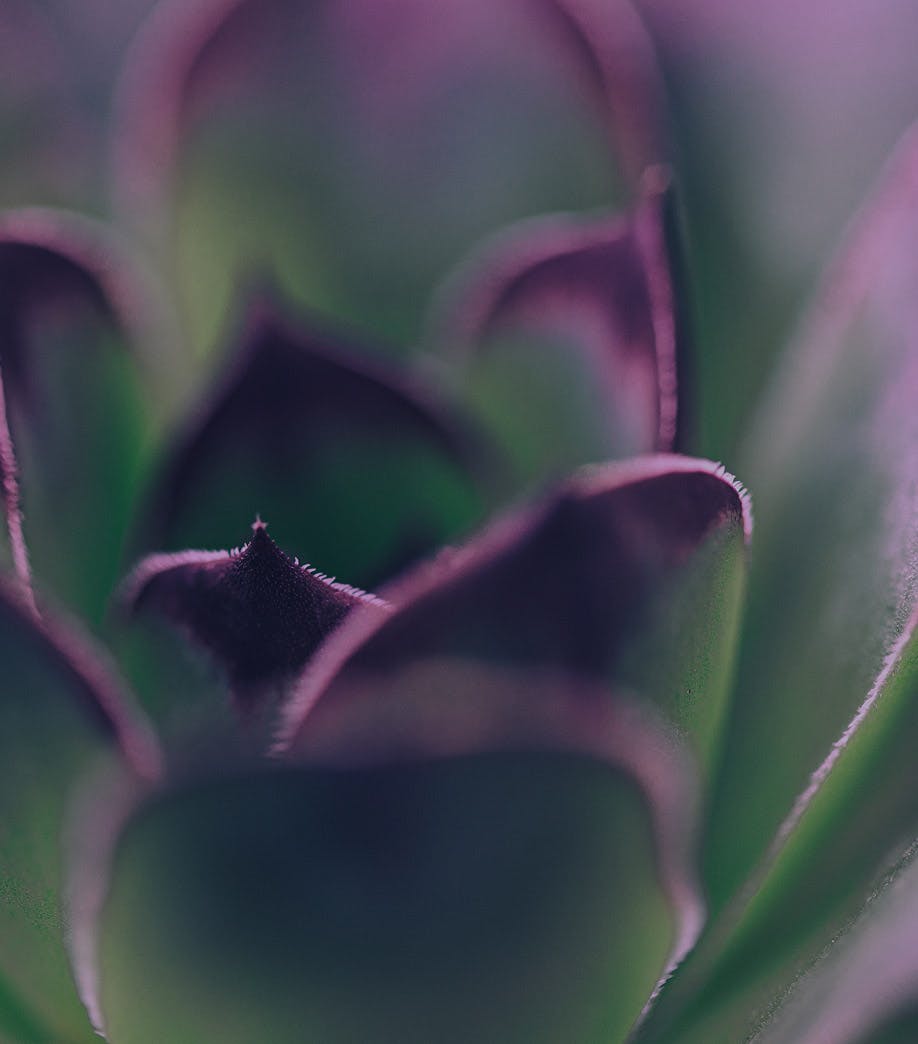 close up on succulent