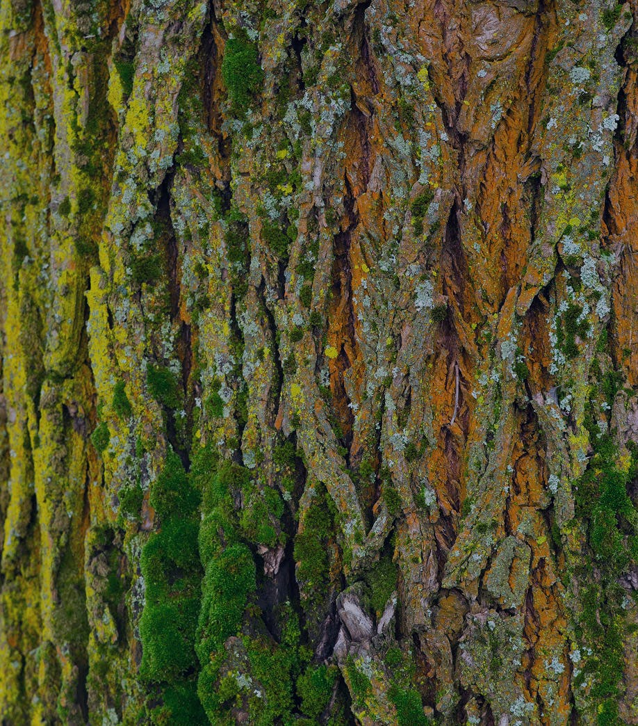 close up of mossy tree