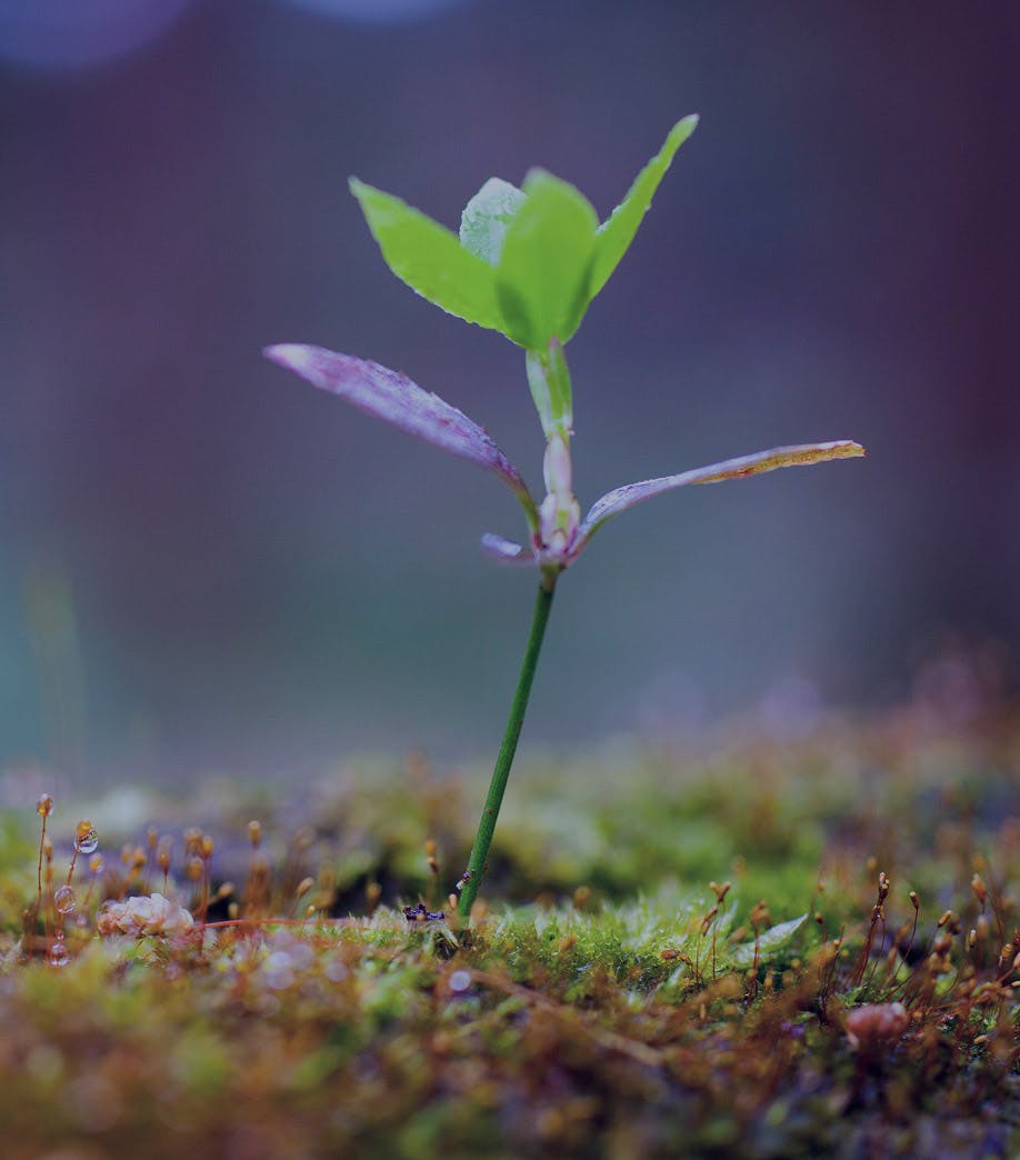 little sapling