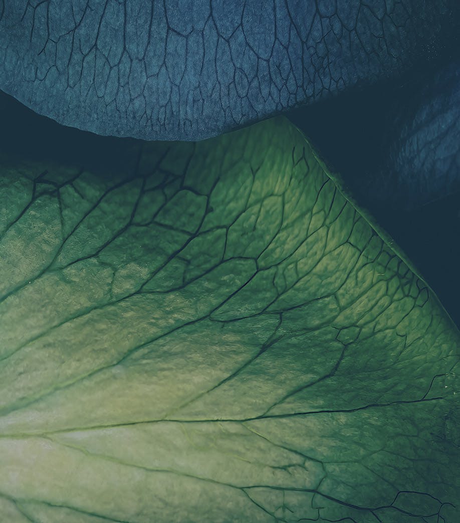close up on leaf