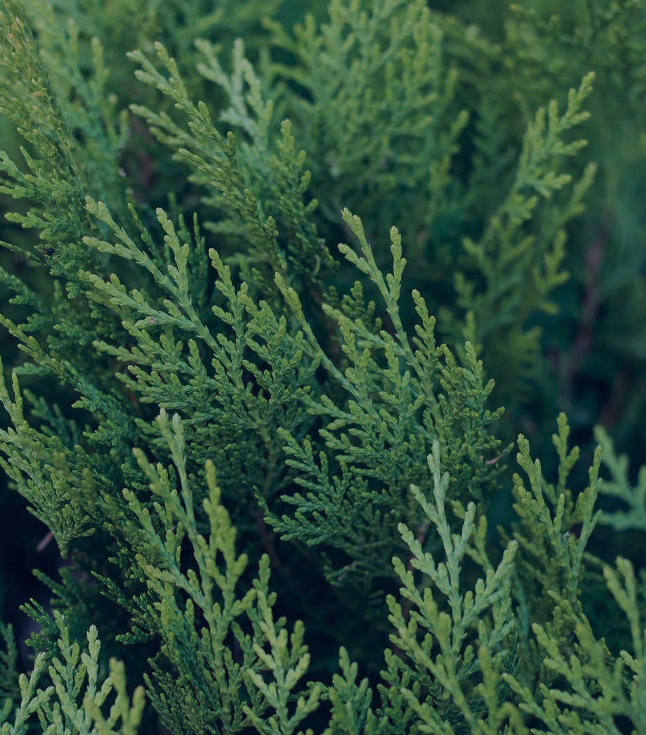 close up of fern