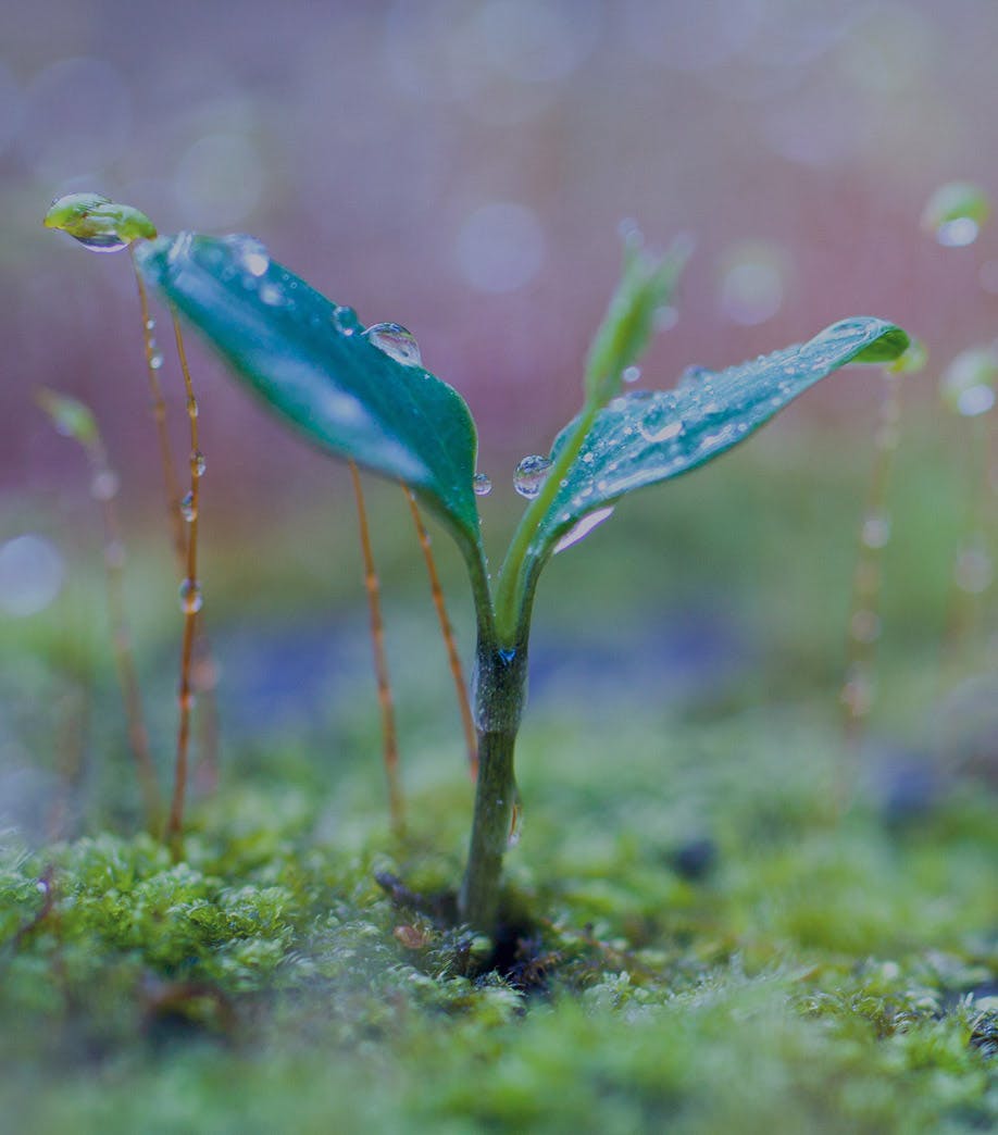 little sapling with water droplets on it