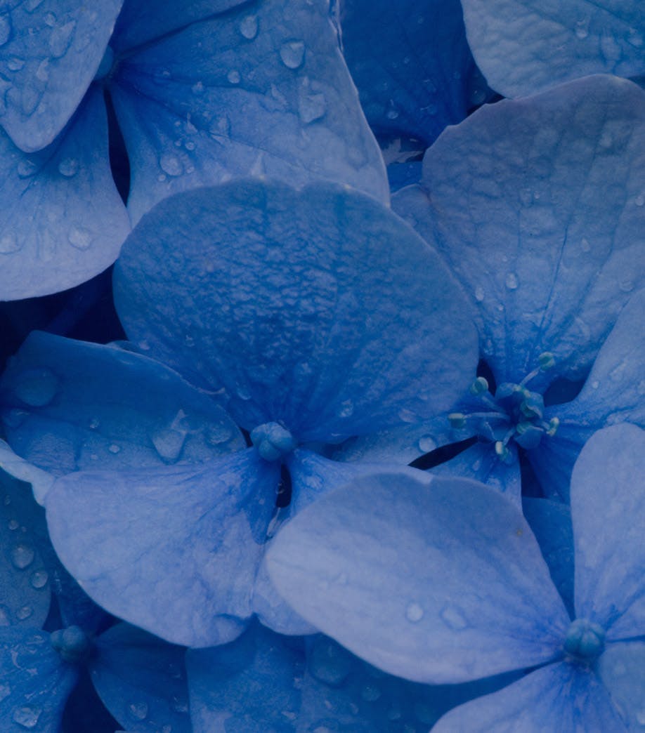 little blue flowers