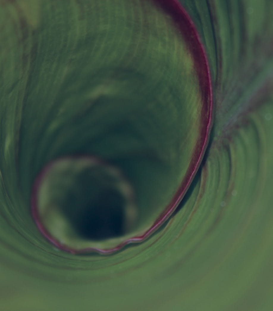 inside of leaf that is spiraling