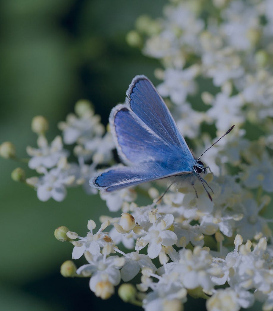 blue butterfly on some small white flowers