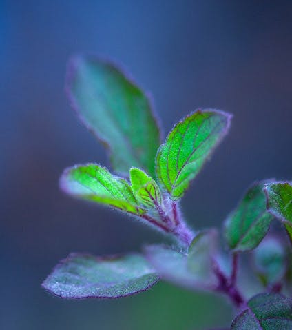 plant