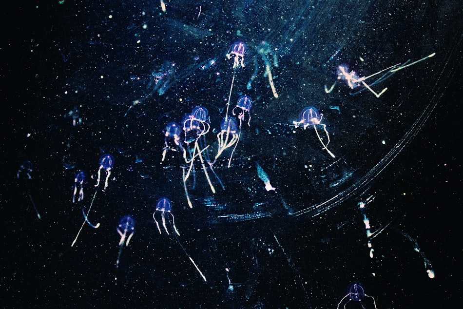 jellyfish looking stars