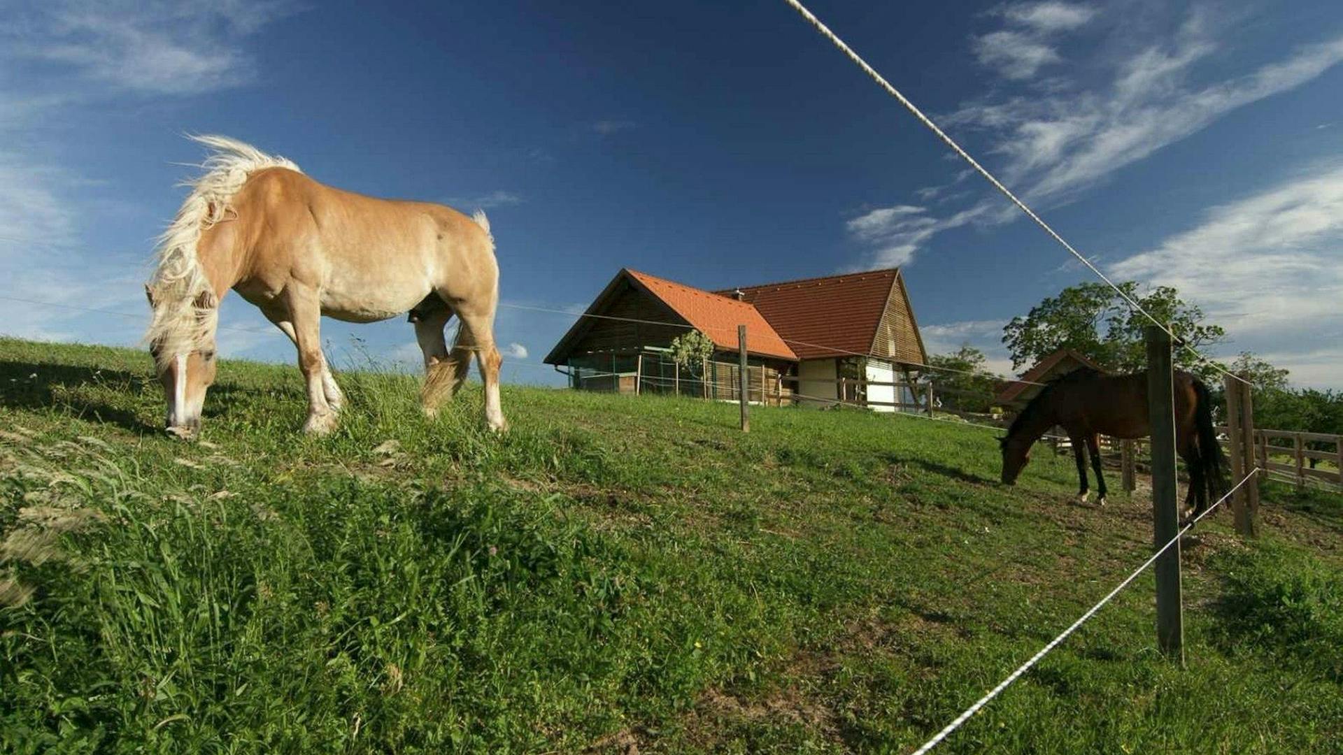 Kuća od drva i stakla