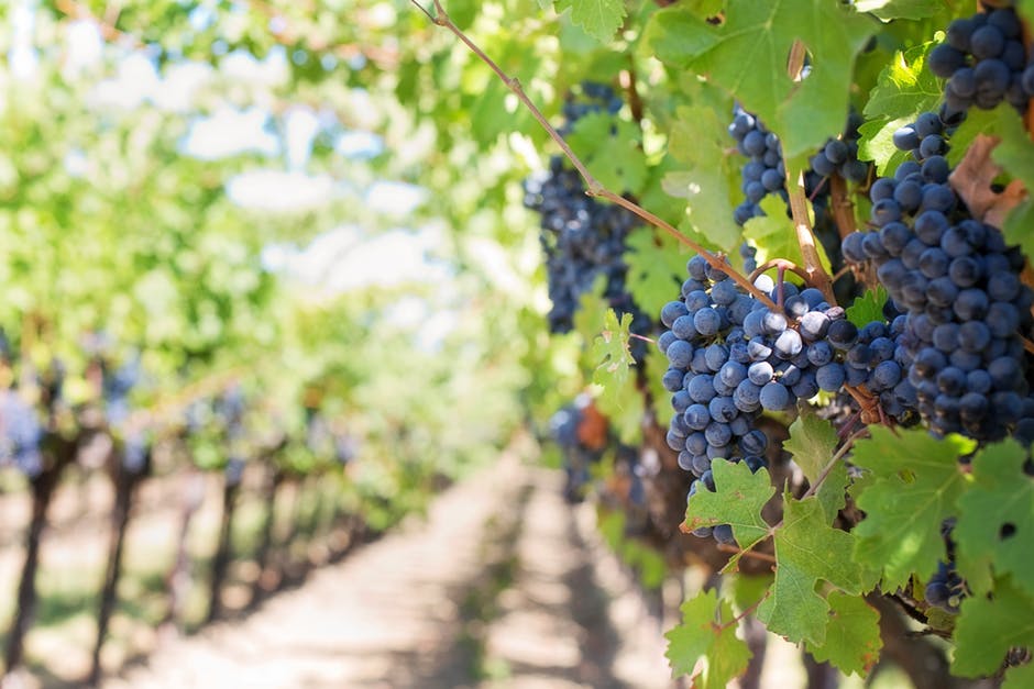 Fruitful Faith