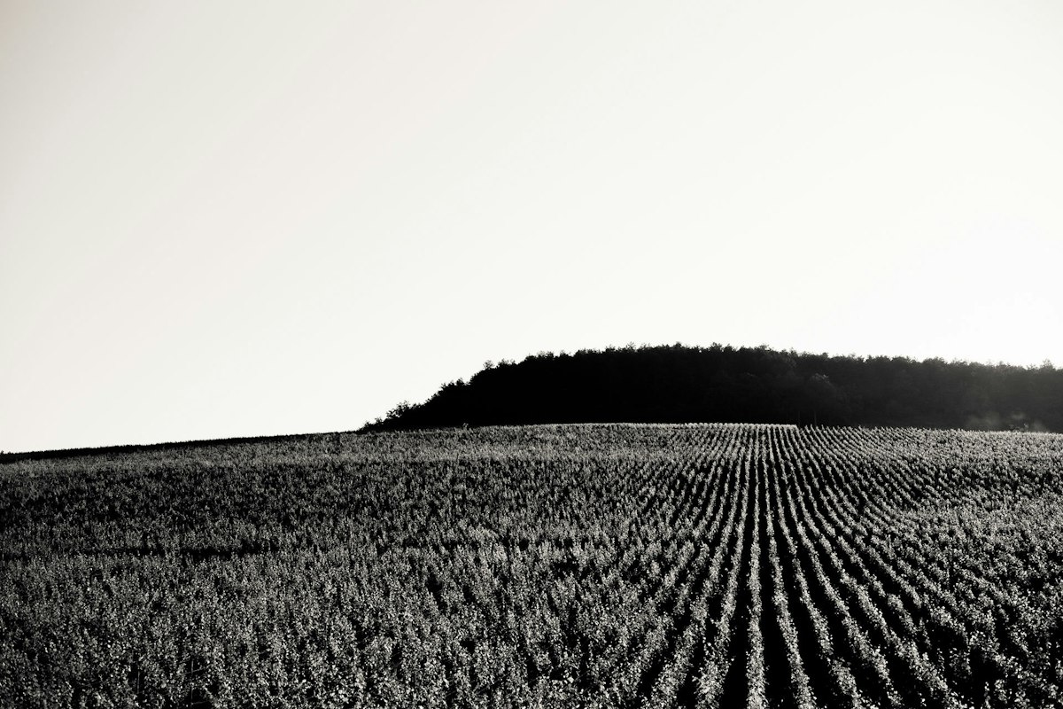 Coquard Loisin Fleurot • Berkeley And. Stuart