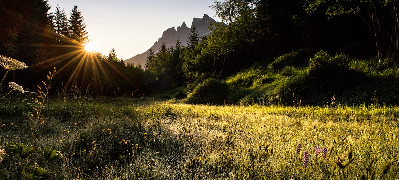 nature
