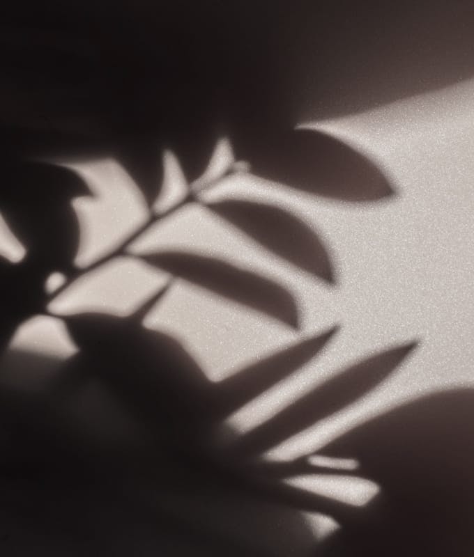 shadow of leaves
