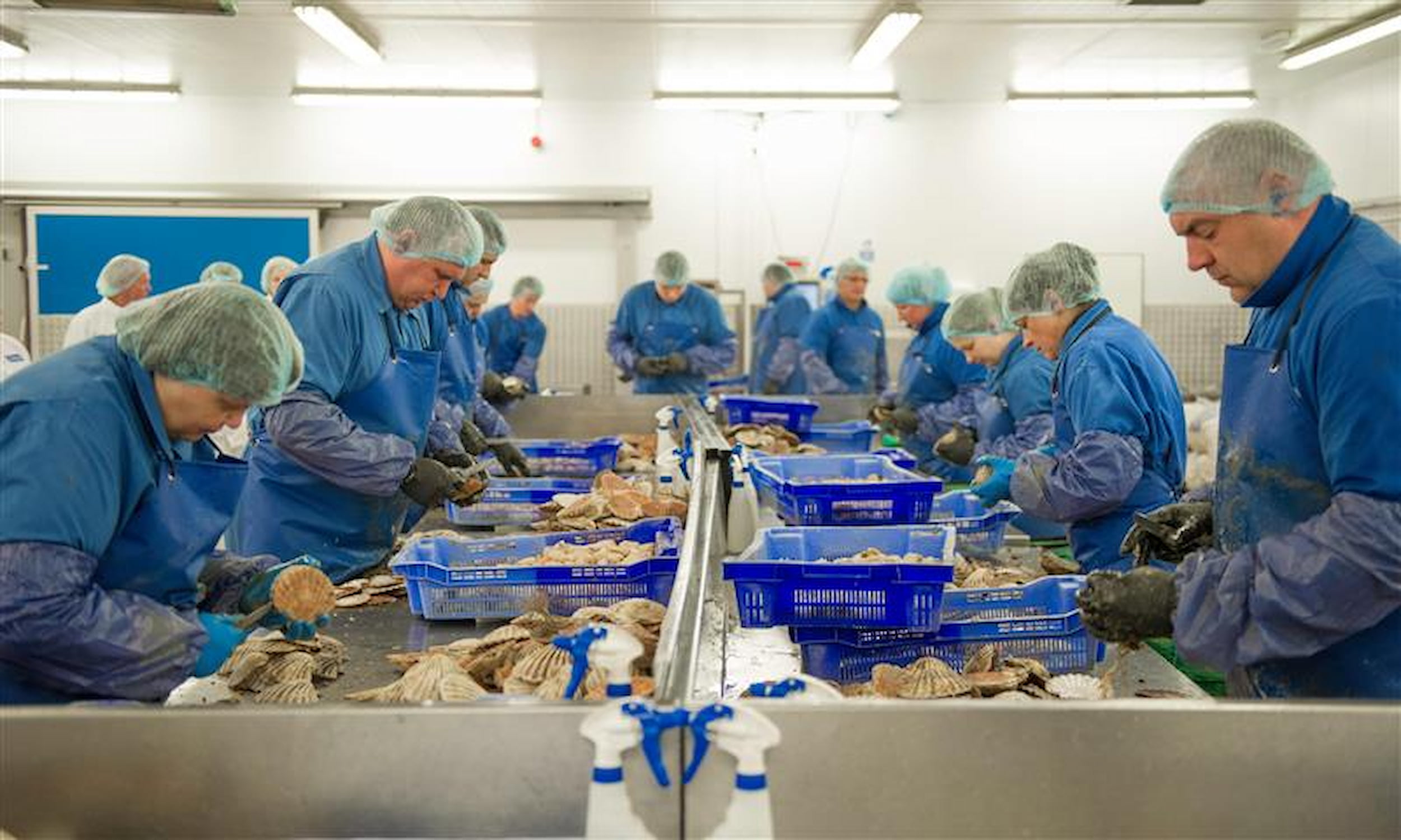 Workers in a fish factory