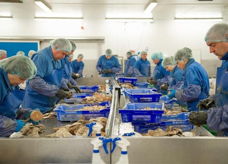 Workers in a fish factory