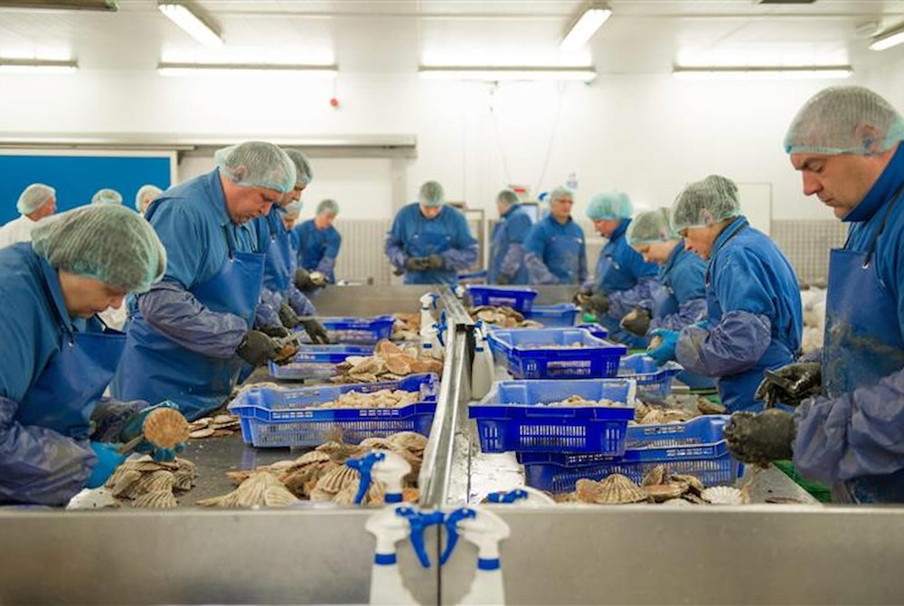 Workers in a fish factory