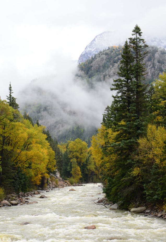 trees by a body of water