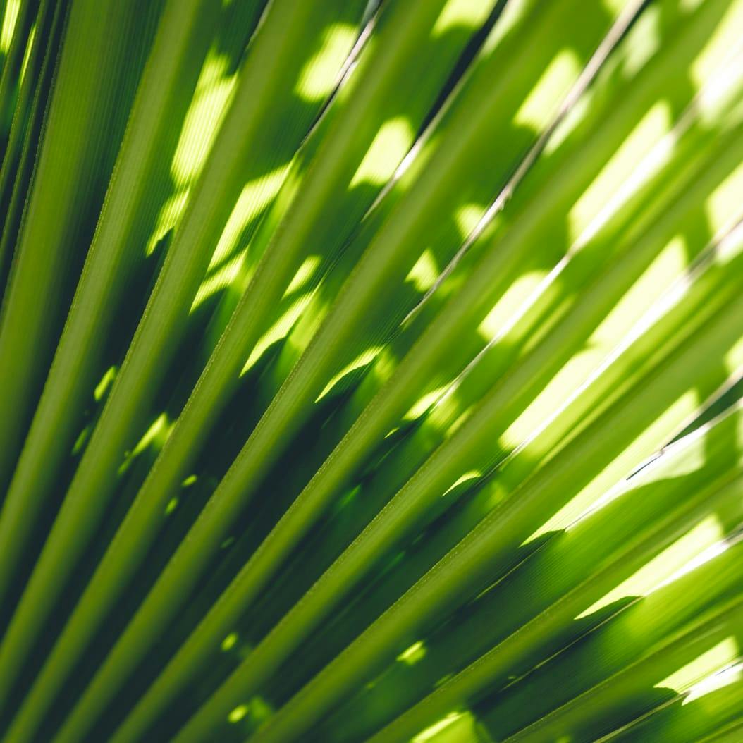 close up of leaf