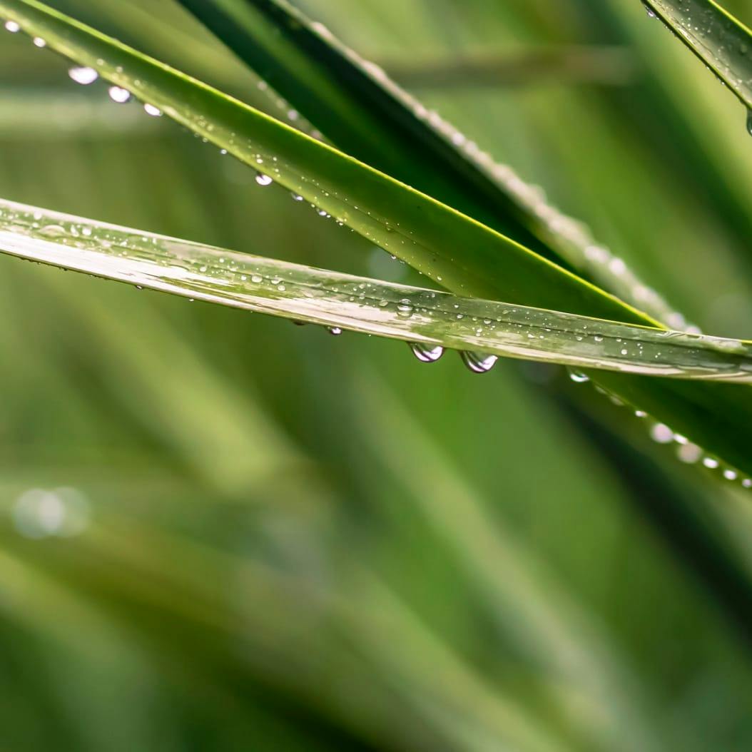 grass with water dew drops