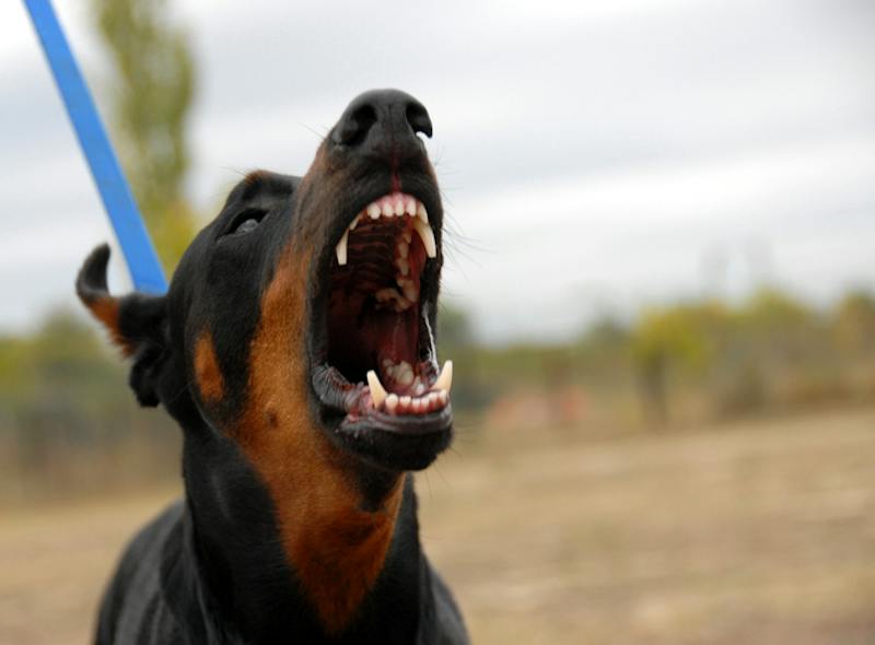 dog barking