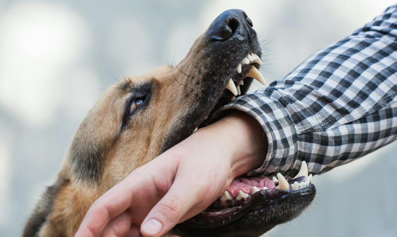 dog biting someones arm