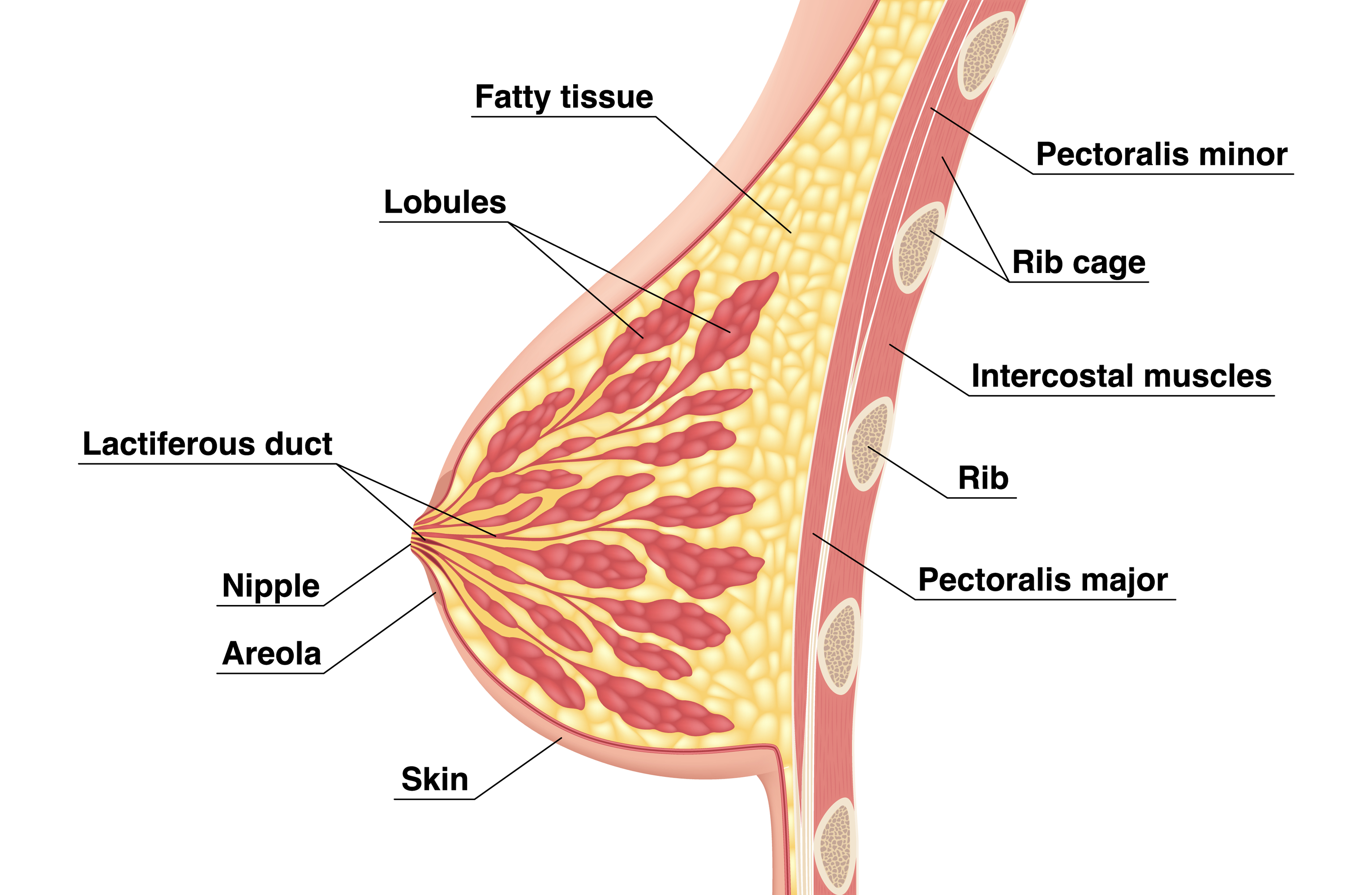 Anatomy of breast