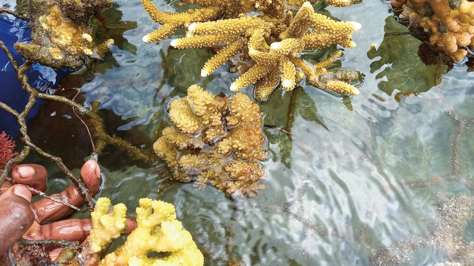 Coral reef restoration project, Vanuatu