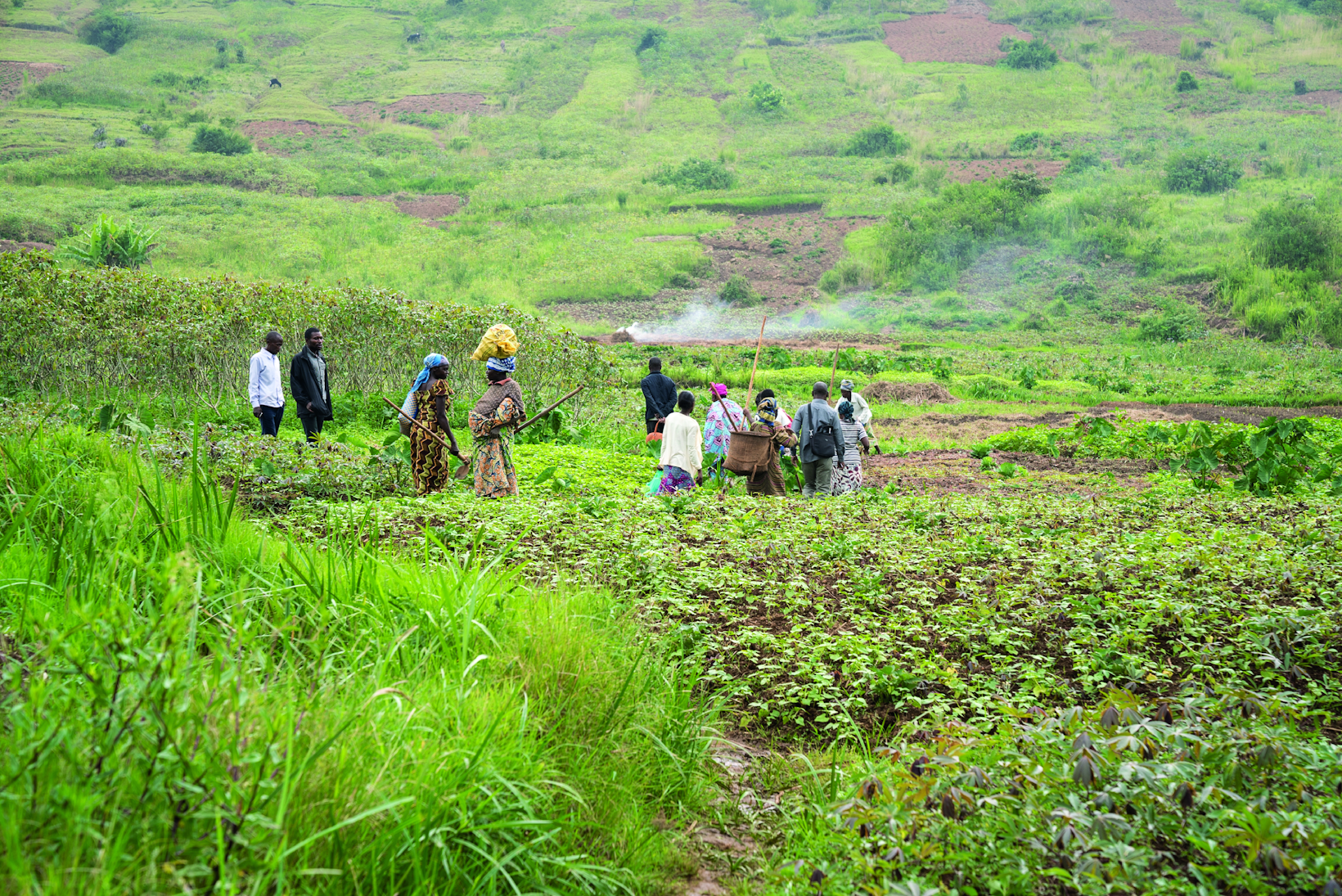 Agriculture project, Democratic Republic of the Congo