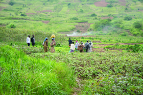 Agriculture project, Democratic Republic of the Congo