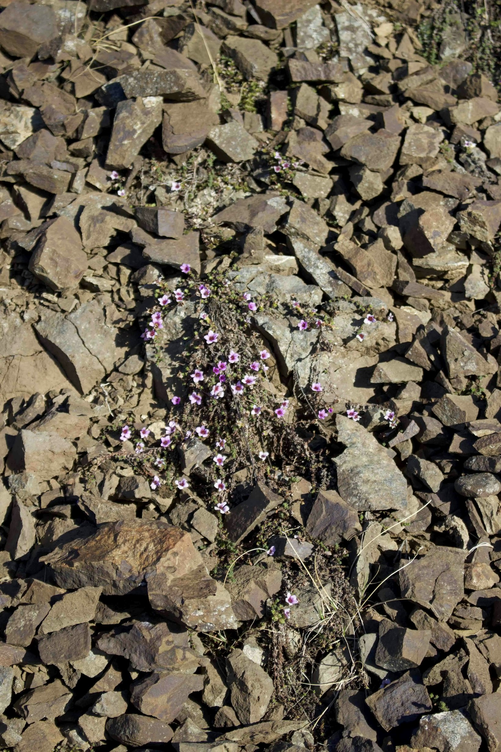 Skogar Reforestation project, Iceland