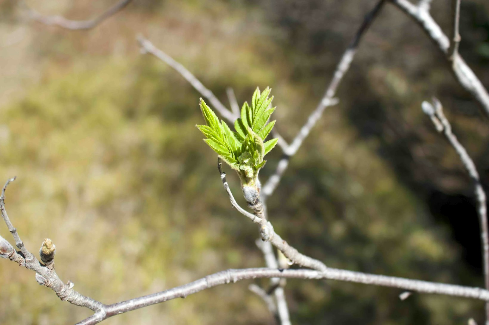 Skogar Reforestation project, Iceland