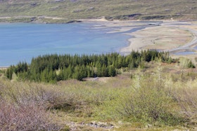 Skogar Reforestation project, Iceland