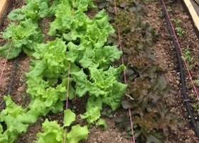 Community garden, United States