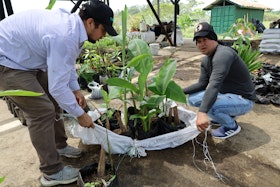 Native forest project, Colombia
