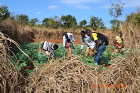 Agriculture project, Zambia