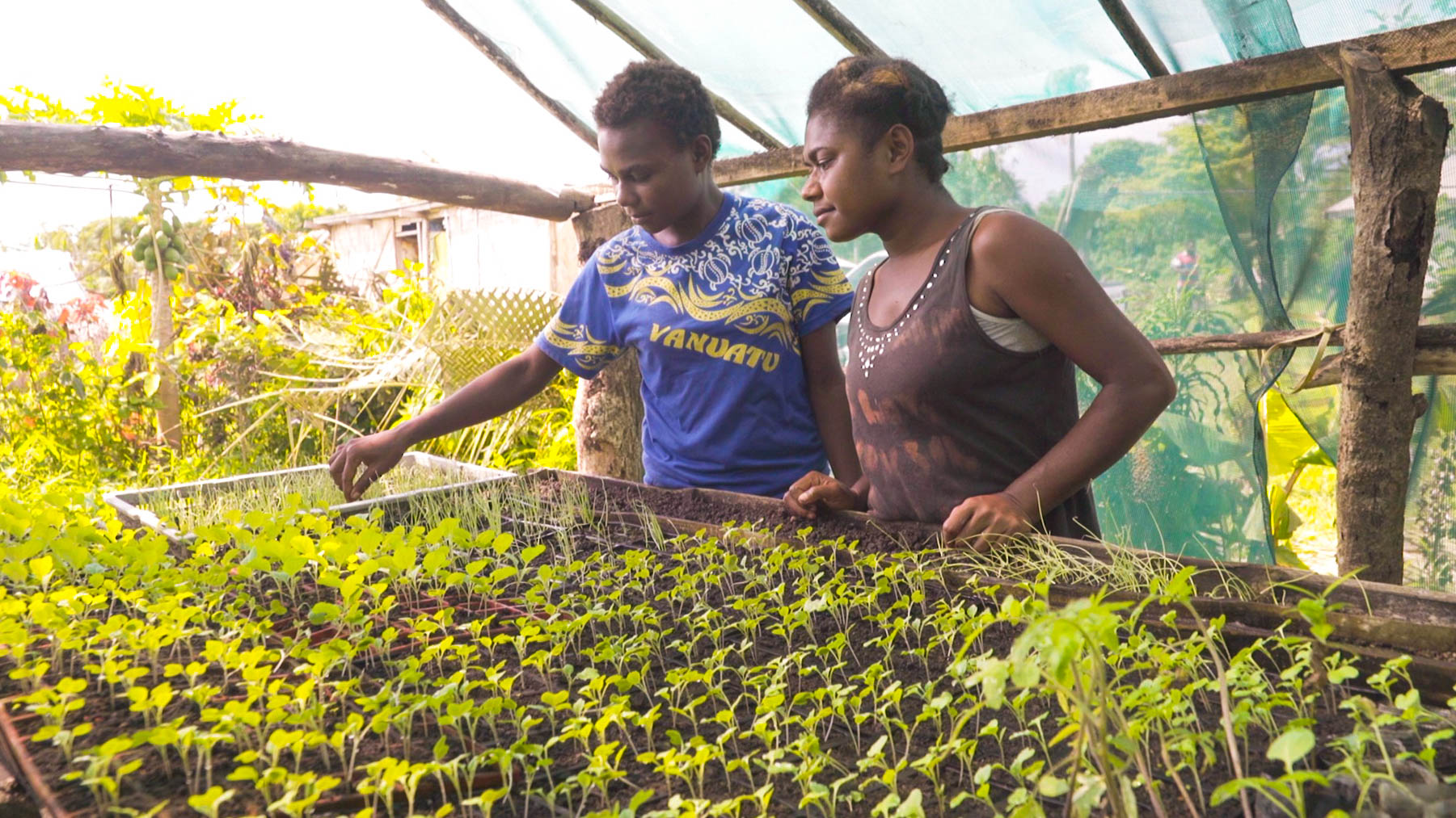 Seedling project, Vanuatu