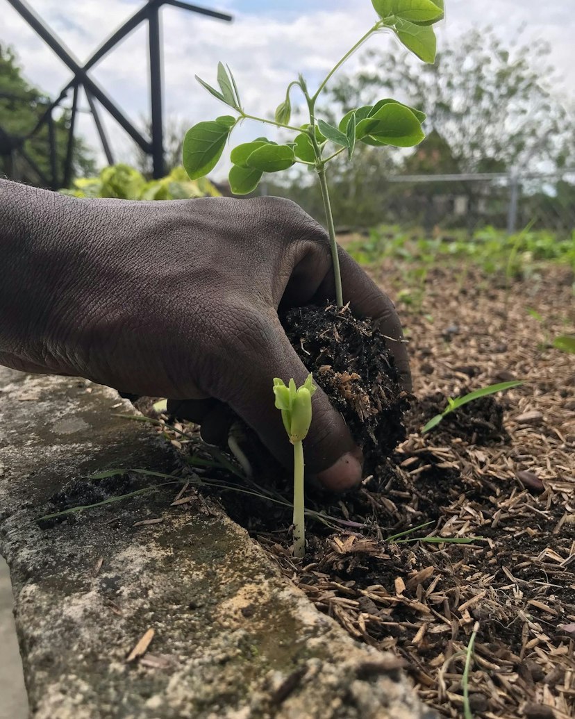 Native forest project, Colombia