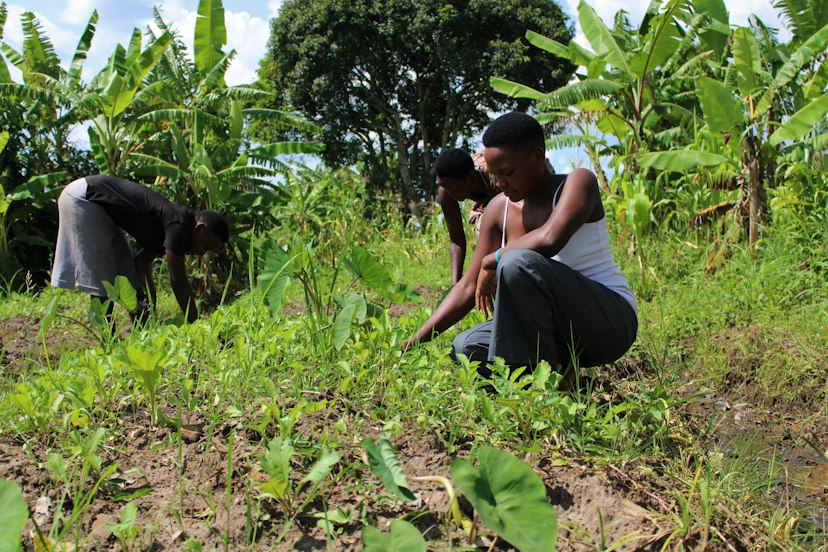Young people tending crops, Uganda