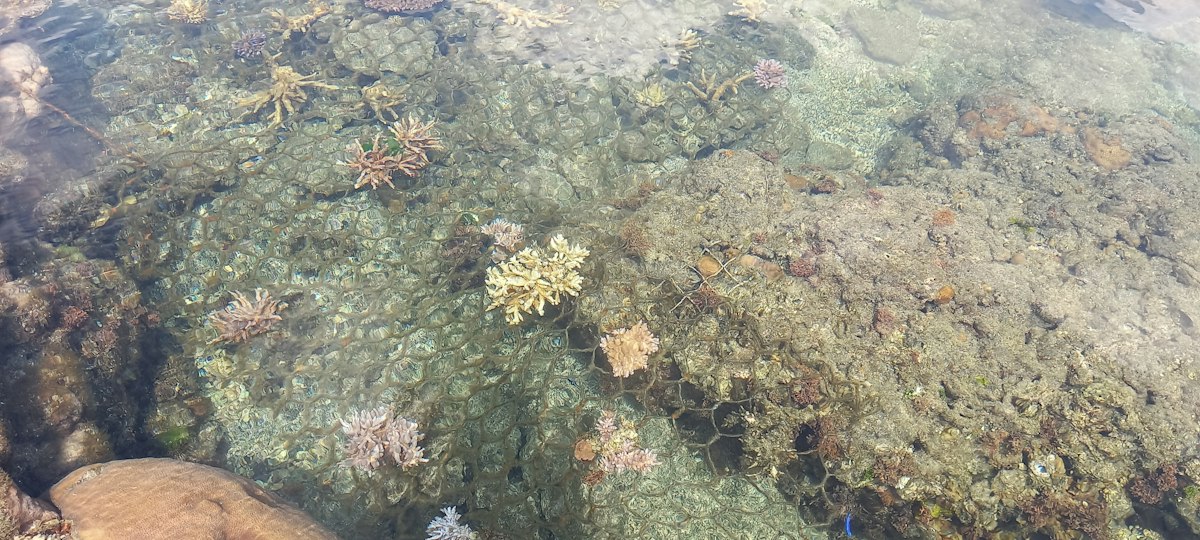 Coral reef restoration project, Vanuatu
