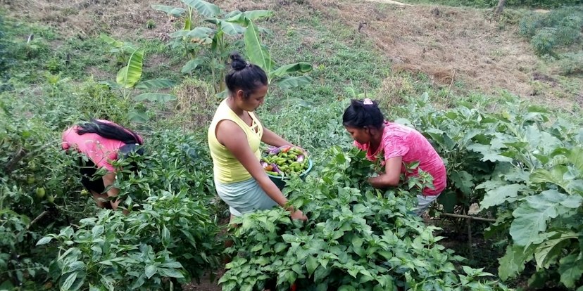 Young people tending crops, Colombia
