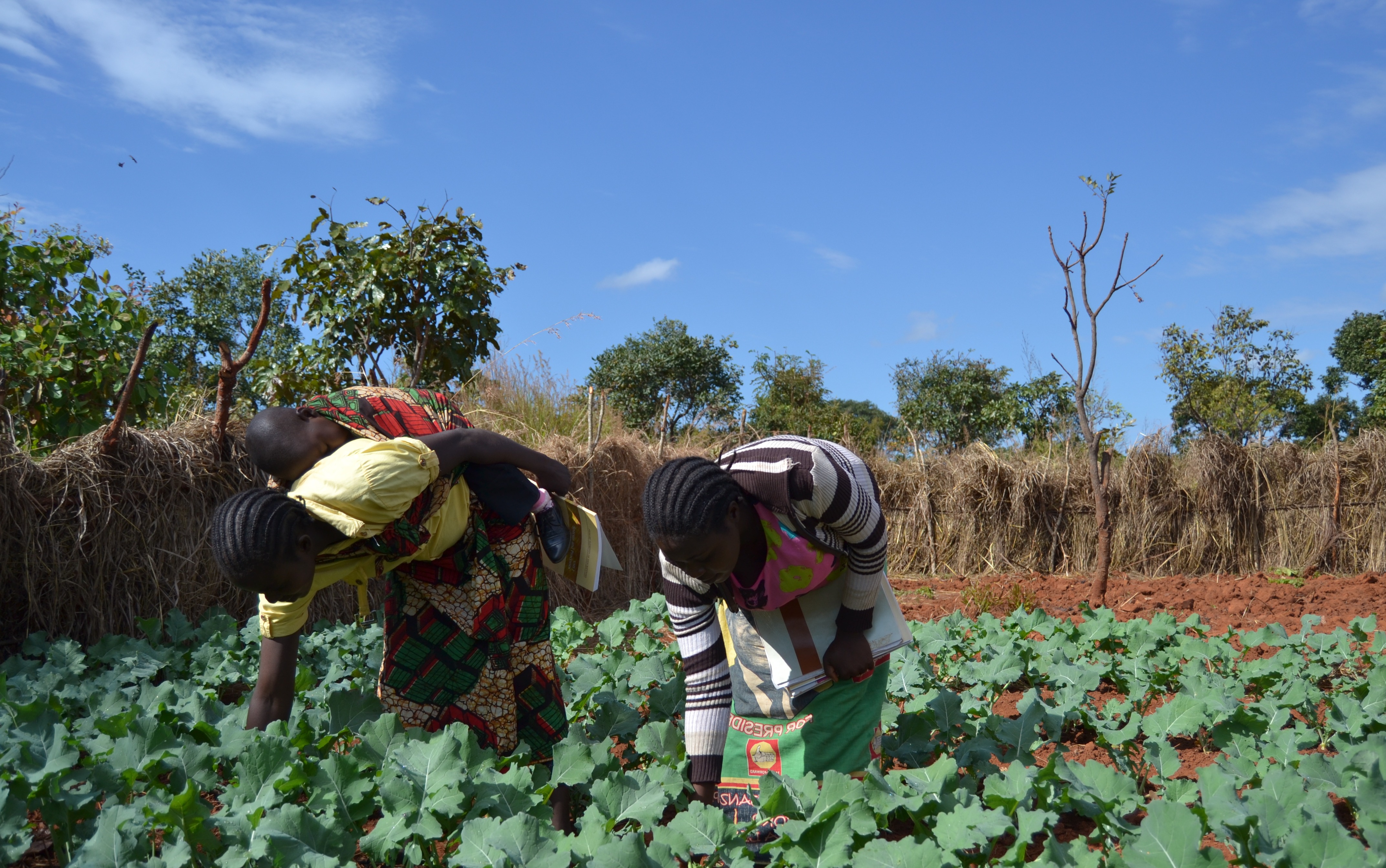 Women tending crops, Zambia