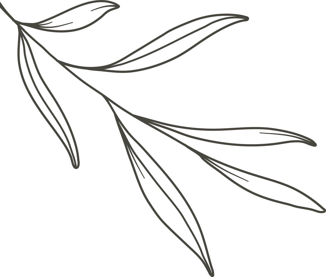 Politis Plastic Surgery branch logo
