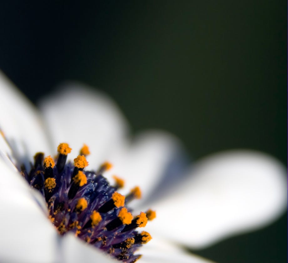 close up of white flower