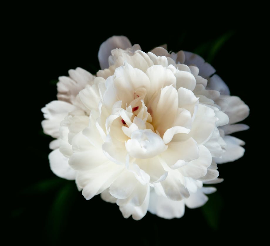 close up of white flower