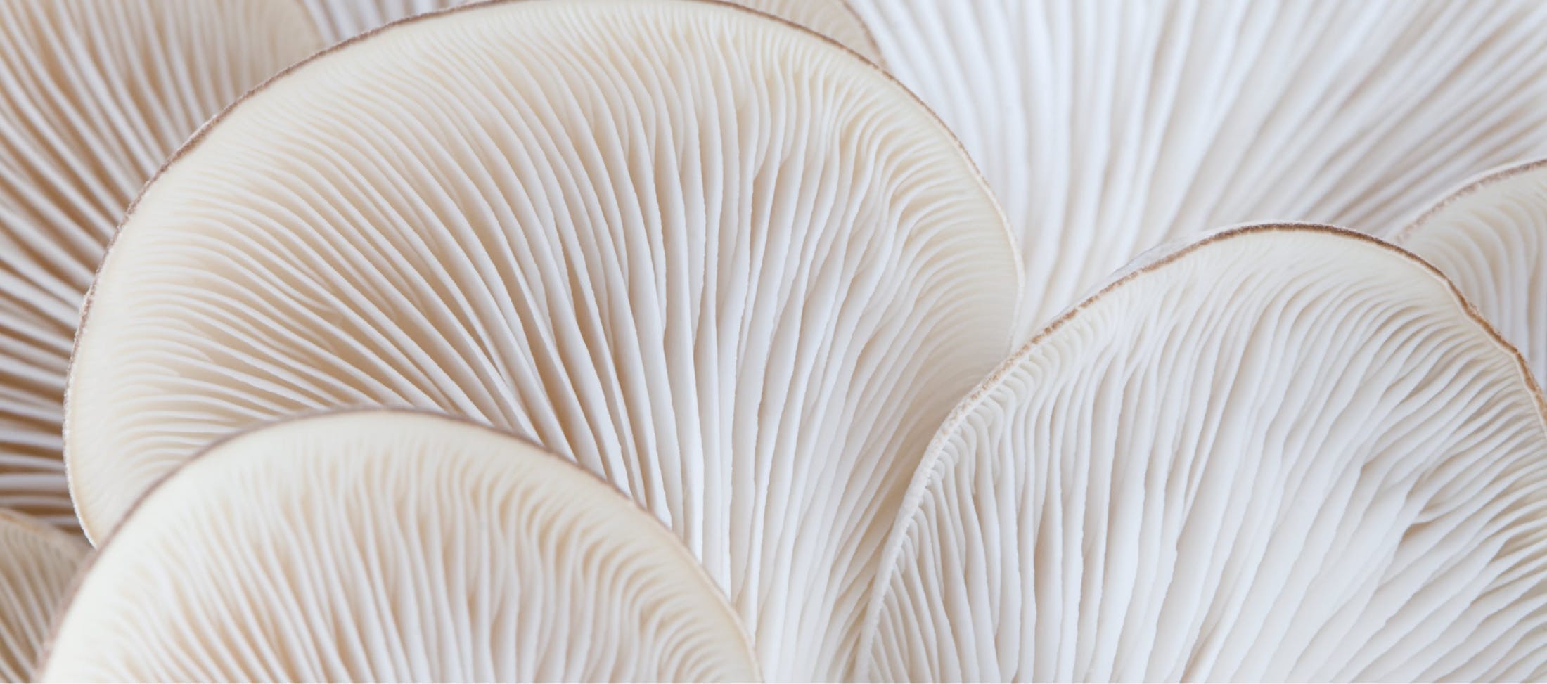 RegenAxis Disc banner