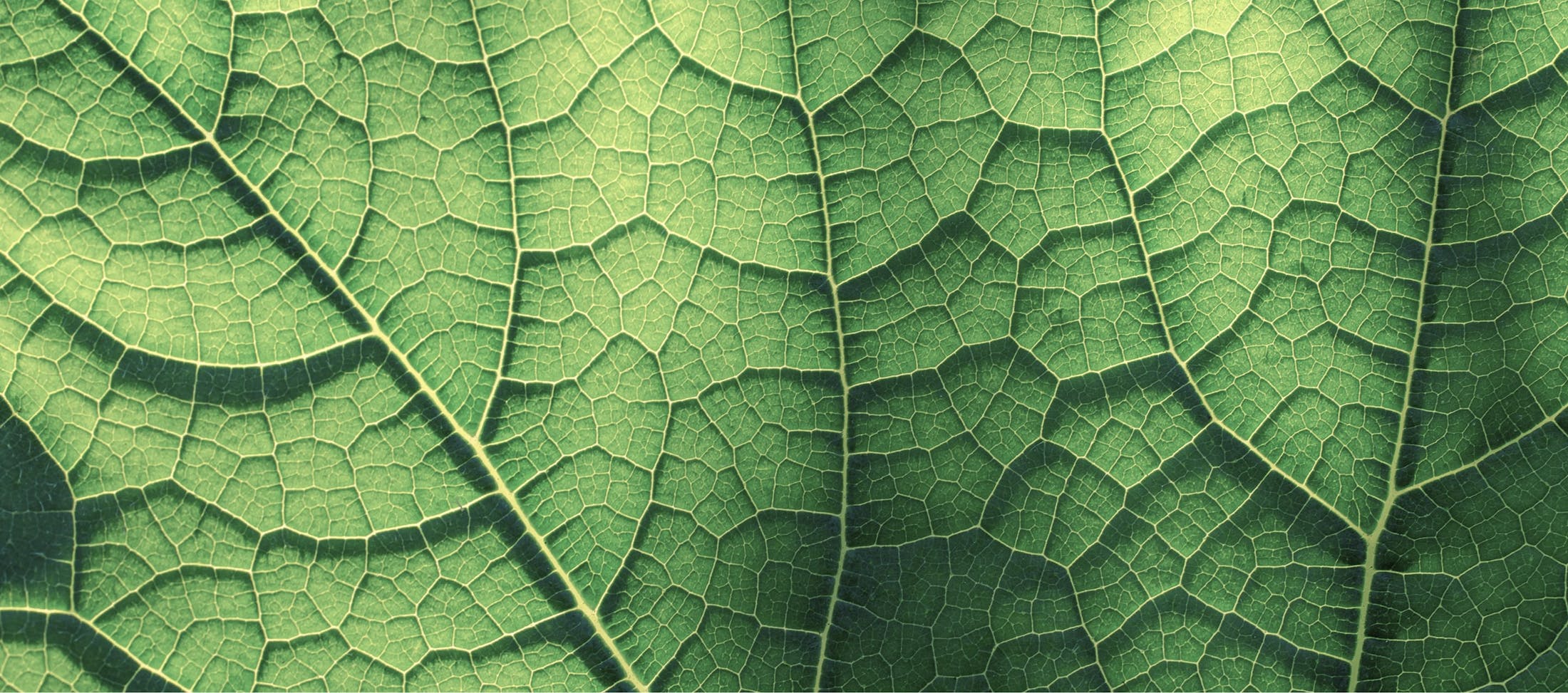 RegenAxis Nerve banner