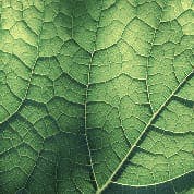 RegenAxis Nerve icon