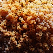 Regenerative Medicine icon