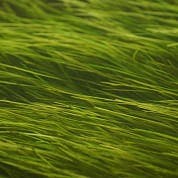 Longevity Medicine icon