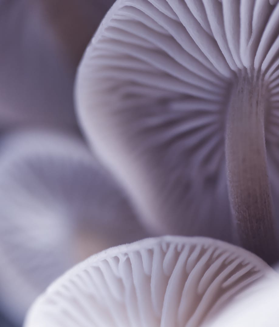 close up of mushrooms